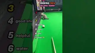 Ranking Cats Helping Human
