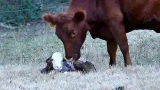Miniature Hereford Calf Birth Part 2