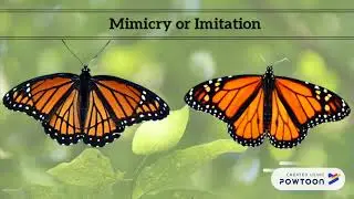 Adaptations Explainer Video