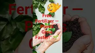 Free plant fertilizer homemade &mdash; market se better! #shorts #fertilizer