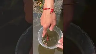 Prank Dapat Lagi Ikan Cantik Hias Pinggir Rawa😊😊🤔🤔#shortvideo #fishing #cewetiktokviral
