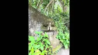 SACRED MONKEY FOREST SANCTUARY; UBUD, BALI