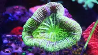 Trachyphyllia geoffroyi ultra green, коралл см 8 💥6800💥 в наличии.