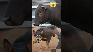 Robert Vs Ox | Dog Vs Ox | Kutte Aur Sand Ki Ladai | Dogs & Ox Fight #shorts #ytshorts #dogfight