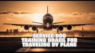 service dog training Brazil for traveling by plane| Glauco Lima Treinador