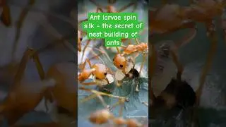 Ant larvae spin silk - the secret of nest building of ants🥰 #ants #fireants