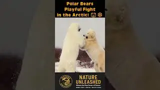 Polar Bears Playful Fight in the Arctic! 🐻&zwj;❄️❄️ #natureunleashed #wildlife #polarbear