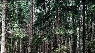 Chirping Birds in a Pine Forest: Relaxing Nature Sounds