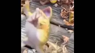smiling frog🐸🐸