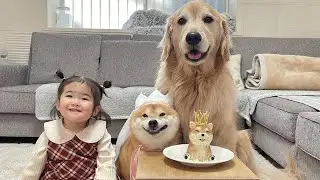 7歳の誕生日を迎えた豆柴の誕生日をお祝いしたらこうなりました...