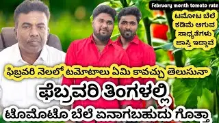 ಫೆಬ್ರುವರಿ ಕೋಲಾರ ಟಮೋಟ ಮಾರ್ಕೆಟ್ ನಲ್ಲಿ ಟಮೋಟೋ ಬೆಲೆ ಏನಿರಬಹುದು.? ఫిబ్రవరి నెలలో టమోటో ధరలు ఏమి కావచ్చు.?