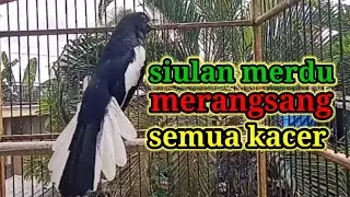 suara burung kacer ngeplong gacor sangat ampuh buat pancingan kacer bahan bikin cepat gacor