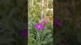 Stock flower#stock flower plant#Winter gardening#shorts