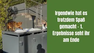 Irgendwie hat es trotzdem Spaß gemacht - 1. Ergebnisse seht ihr am Ende #katze #katzen #katzenvideos