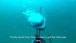 spearfishing American Red Snapper in the gulf of mexico