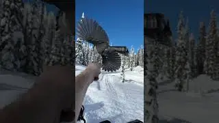 Hand Feeding Wildlife