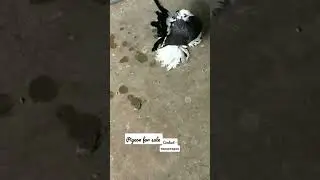 fancy pigeon for sale | fancy pigeon video | top quality fancy pigeon #khandwapigeon2.0 #fancypigeon