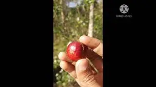 Very tasty Brazilian Red Strawberry Guava/Cherry Guava (Psidium cattleyanum)