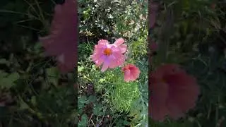 #cosmosflowers #cutflowers #cutflowergarden #garden #gardeninspiration