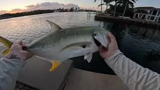 Topwater jack crevalle / land base fishing .