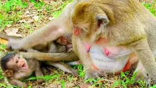 MG, What wrong poor baby monkey Maddix?, Maddix lost mom Popeye slap baby crying loudly