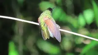 Blue-capped Hummingbird