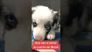 No es justo que cierren la cuenta de tiktok de la Vet Oriente! | La Vet Oriente | Dra Catalina &Aacute;