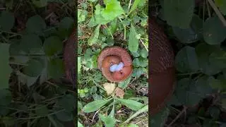Испанские слизни #СадДача