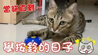 貓咪小短篇-當貓真難~阿虎學按鈴的日子