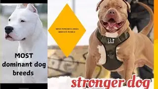 The 5 Most powerful Dog Breeds| strongest dog breeds in world.|dangerous dog breeds.🤬😡
