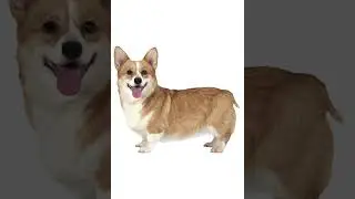 Sound Effects - Corgi Barking