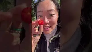 How to identify STRAWBERRY TREE FRUITS / BERRIES (arbutus unedo) #shorts