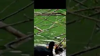 #water bird nest building #water bird#nests of birds #lake#nest on lake# birds nest#coot bird nest