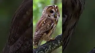 Hidden Forest Life You've Never Seen Before #naturecloseup #animals
