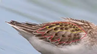 Shorebird Topography Part 3: The Upperparts