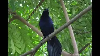 El zanate mexicano, o clarinero, o tordo... (Quiscalus mexicanus)
