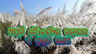ଅପୂର୍ବ ସୈ।ନ୍ଦର୍ଯ୍ୟର ଗନ୍ତାଘର ଏ ପ୍ରକୃତି ରାଣୀ ର କାଶତଣ୍ଡୀ ଫୁଲ #Kashatandi phula #MaaDurga#Flower KTdi