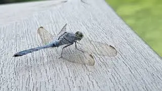 Eastern Pondhawk Common Pondhawk Dragonfly 