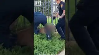 FREEDOM! Deer TRAPPED IN FENCE Freed by Colorado Firefighters, Police