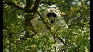 samir barris clip 