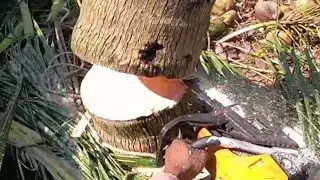 coconut tree cutting / wood cutting / #rajawoodcutting