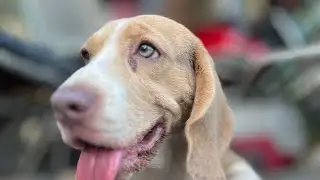 Cute #lilacbeagle compilation #beagle #beaglepuppy #beaglepuppies #lilac #dogpark #dogs #puppy