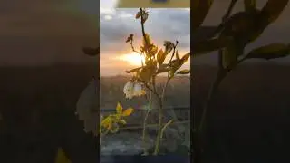 О труде на земле #голубика #агростартап #олегводопьянов
