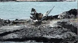 Punta Moreno, Galapagos - Flightless Cormorant