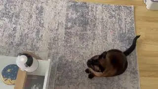 Cat laser toy quick walk through