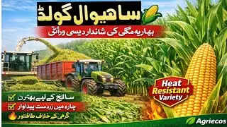 Sahiwal Gold 🌽 | Built for Heat, Made for Yield&rdquo; #Spring Maize 2026