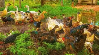 After Big Rain Feeds Food To Geese And Ducks #birds #family #feedshorts #chcken #geese 