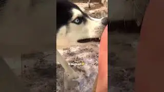5 amazing facts about Huskies! #animals #pets  #husky  #top5  #cutedog