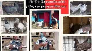 রাজশাহীর গিরিবাজ কবুতর 🕊️ বিক্রি হবে 🕊️ #pigeon #somratshimul 