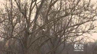 Watch: Bald eagle attacked shortly after release
